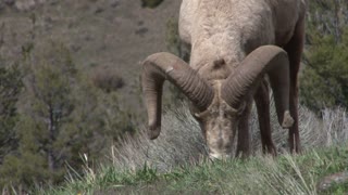 Bighorn Sheep - Yellowstone National Park