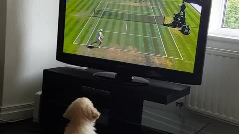 Golden Retriever puppy is a huge fan of Wimbledon