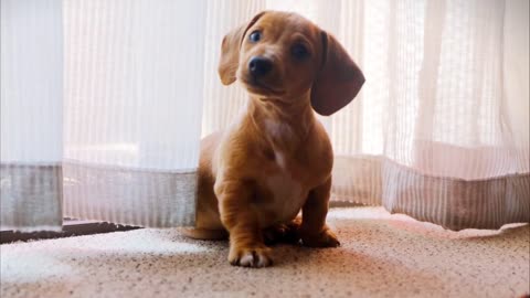Cute Puppy Video Cute Dog videos