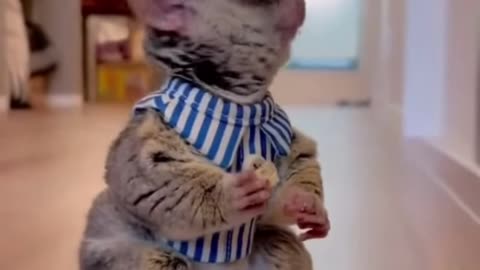 Best Funny Animal Videos of the year (2023)_ animals ever, relax with cuteness