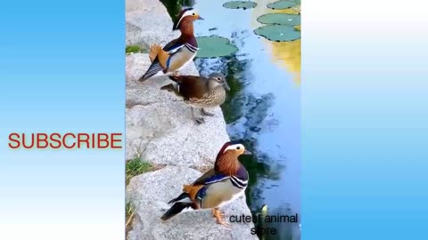 Funny animals video __ Funny video__ Funny animals__ Try not to laugh_ 2020 _cutest animal store #36