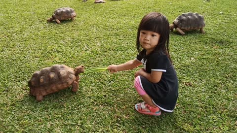 Feed The Tortoise