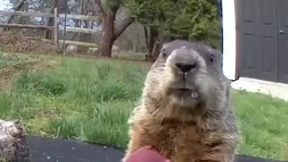 The beaver eats in a funny way