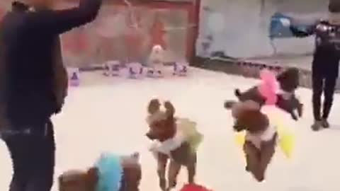 dogs jump rope
