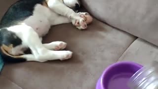 Puppy Wakes Up At The Sound Of Food