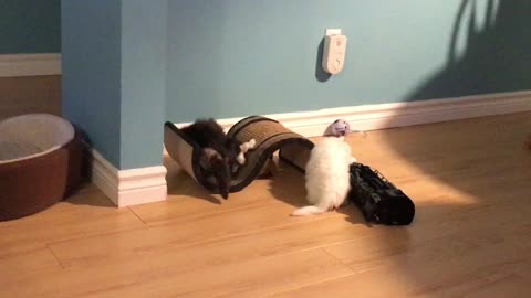 Persian kittens playing funny