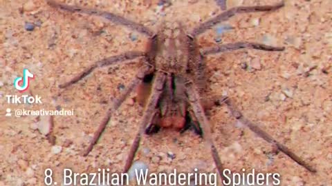 Top 9 most venomous spiders in the world #spider #venomous #top