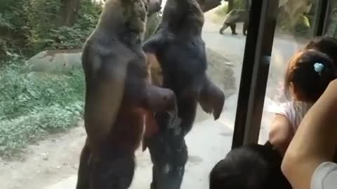 Bears standing up on their hind legs like humans 😳⁣