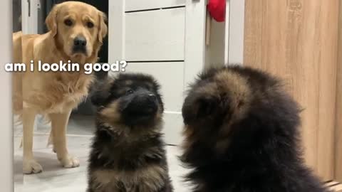 German Shepherd Puppy Sees Himself in the Mirror for the First Time