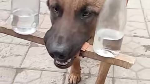 Stubborn husky with water bottles in front