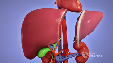 Medical Animation: Living Donor Liver Transplant