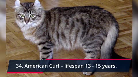 🐈 All Cats Lifespan - TOP 100 Longest Living Cat Breeds! #1