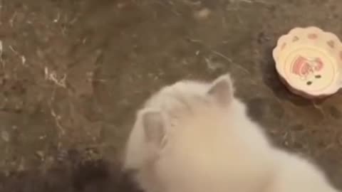 Latest funny animal video 😹""""Animal fight video 🤣😂🤩'''