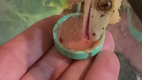 Sergey the crested gecko getting cheeky