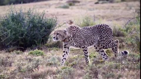 What separates a jaguar from a cheetah? Cheetah and Jaguar | Jaguar pursuing crocodile