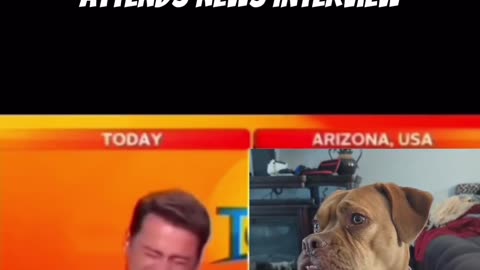 Dog accidentally attends news interview