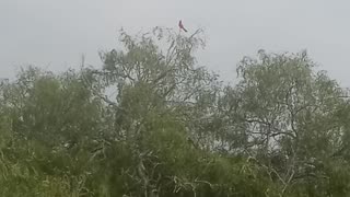 main call of a male cardinal