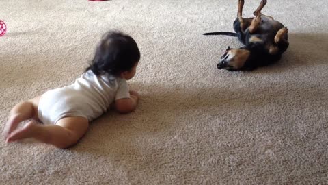 Baby and Chiweenie dog interact for the first time