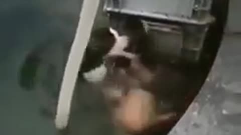 Heroic Dog Saves Cat from Water
