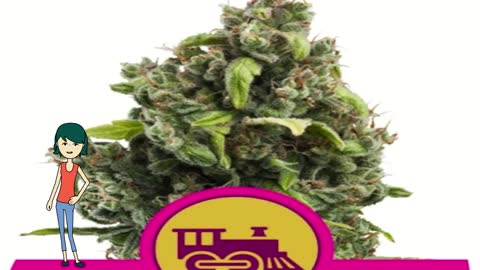 Candy Kush Express - Royal Queen Seeds
