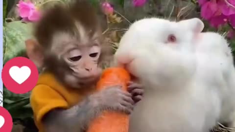 A Baby Monkey and a Rabbit Share a Carrot