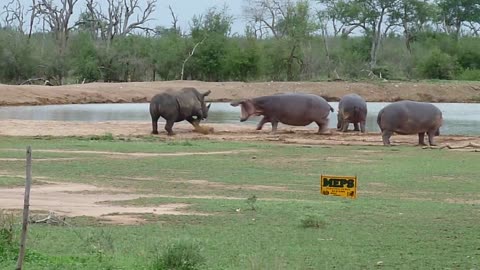 Rhino vs Hippo | ZOOTUBE