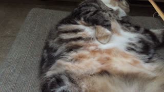 Fluffy Kitty Gets Her Tummy Rubbed With Back Scratcher