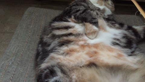 Fluffy Kitty Gets Her Tummy Rubbed With Back Scratcher