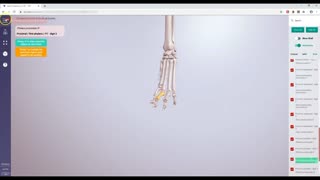 Canine forelimb bones - 3D Veterinary Anatomy & Learning IVALA