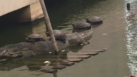 Water Monitor Turtle Taxi