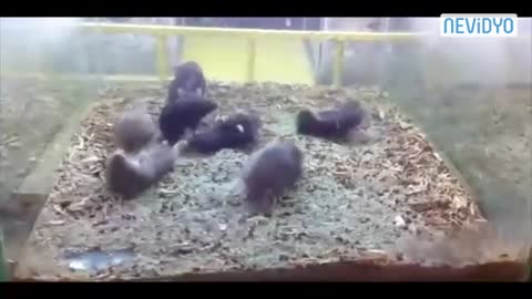 Hamster Harlem Shake