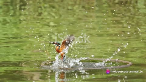 Kingfisher Chronicles: A Dive into Their Aquatic World