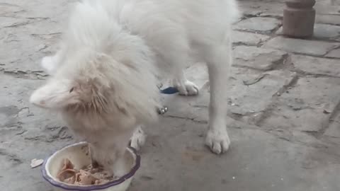 Cute pupy...Pomerion dog 🐕🐕🐕🐕 breading