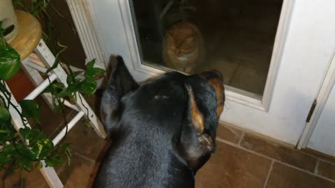 Doberman Wants To Go Outside With Cat