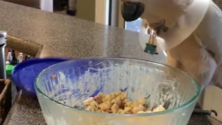 Bird helps himself to some pasta