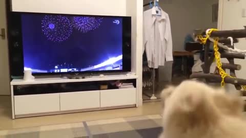 Dogs Interesting Video