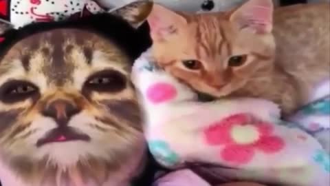 Celo Pet - Animais Engraçados Funny Animals Channel #gato #cachorros #animais #cats # dogs#funny #12