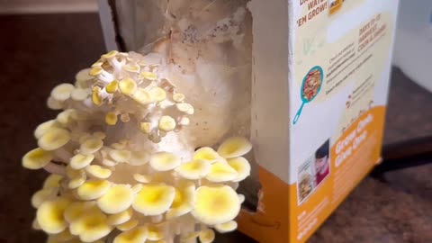 Golden Oyster #mushroom grow kit from Walmart day 9