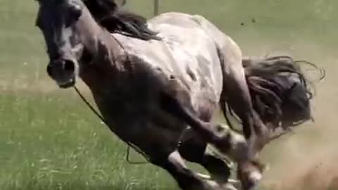 Wild Horse Animal Running