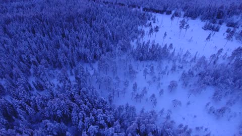 Beautiful snowy forest