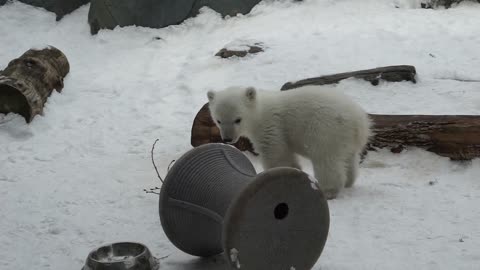 Adorable rato de juego de un oso polar bebé cautiva a la audiencia