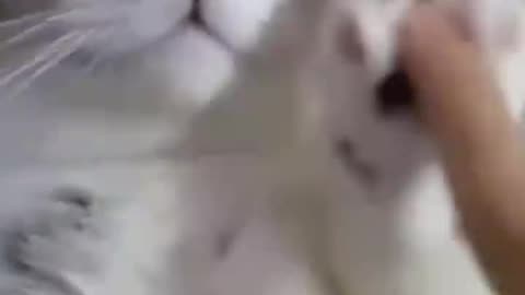 funniest cat videos😂🐱 |Funny Dogs And Cats Videos 2023😂🐾🐶🐱|Funny animal videos| Funny videos