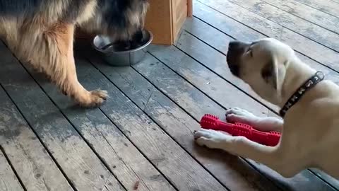 Kangal puppy moves German Shepherd for water
