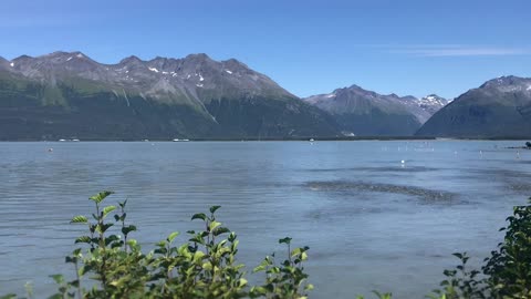 Check out all the Salmon in Valdez, Alaska!