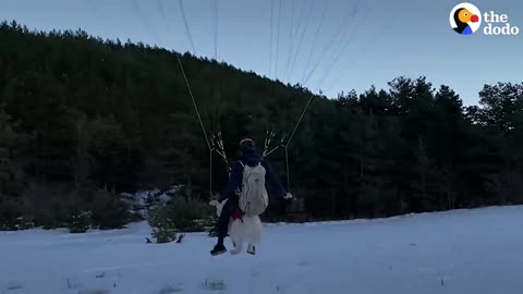 Dog Goes Paragliding With His Owner And Loves it!