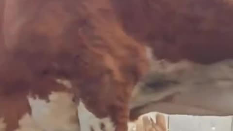 Both cow feeding on self viral videos