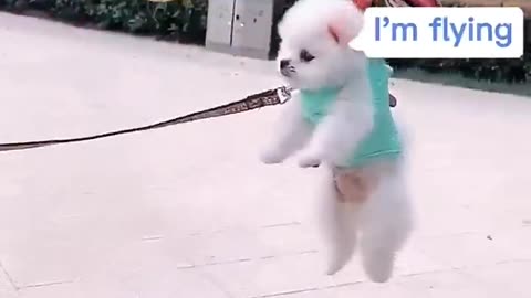 Cute and funny Pomeranian puppy