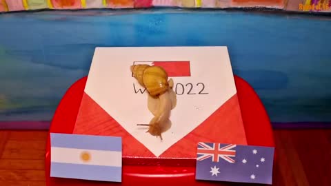 Argentina Vs Australia - Animals World Cup 2022 Prediction