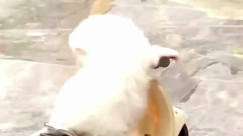 Dog Rides Motorcycle