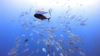 Beautiful silver fish in red sea